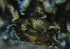 Empria pumiloides