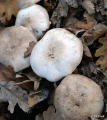 Agaricus xanthodermus