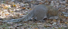 Sciurus carolinensis