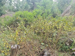 Solanum aculeatissimum