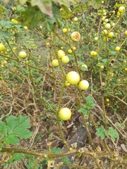 Solanum aculeatissimum