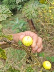 Solanum aculeatissimum