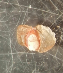 Semudobia betulae