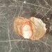 Semudobia betulae - Photo (c) dytiscus, alguns direitos reservados (CC BY-NC), uploaded by dytiscus