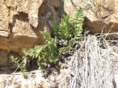 Myriopteris covillei