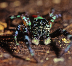 Psecas viridipurpureus