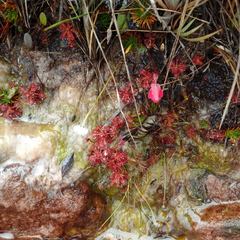 Drosera roraimae