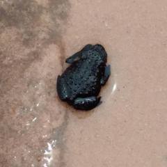 Oreophrynella quelchii