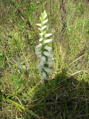 Spiranthes magnicamporum