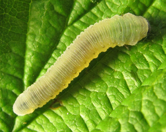 Empria pumiloides
