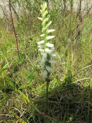 Spiranthes magnicamporum