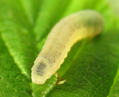 Empria pumiloides