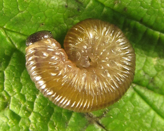 Empria pumiloides
