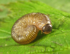 Empria pumiloides