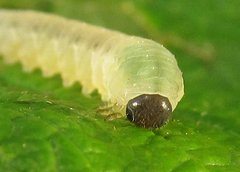Empria pumiloides
