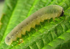 Empria pumiloides