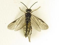 Empria pumiloides