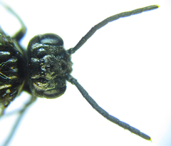 Empria pumiloides