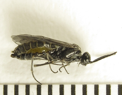 Empria pumiloides