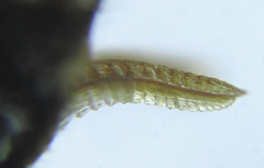 Empria pumiloides