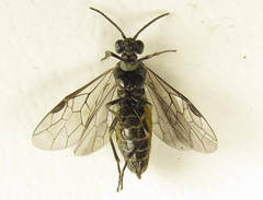 Empria pumiloides