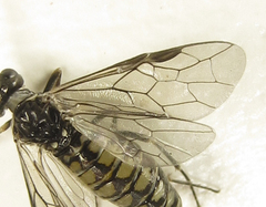 Empria pumiloides