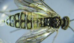 Empria pumiloides