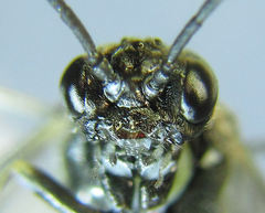 Empria pumiloides