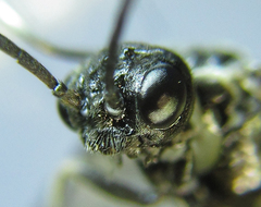 Empria pumiloides