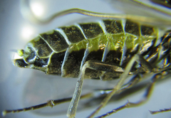 Empria pumiloides