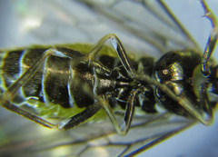 Empria pumiloides