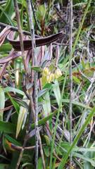 Epidendrum imthurnii