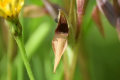 Serapias strictiflora