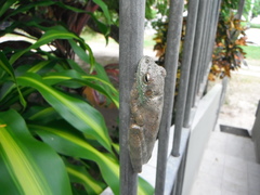 Itapotihyla langsdorffii