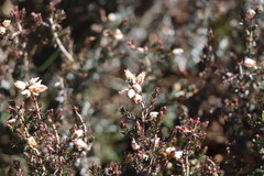 Ericeae