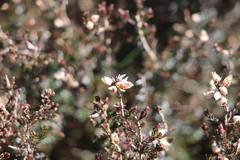 Ericeae