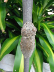 Itapotihyla langsdorffii