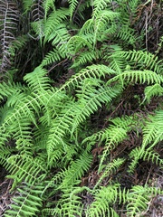 Amauropelta beddomei