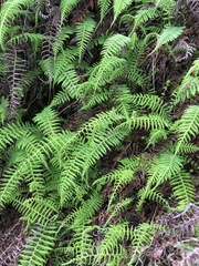 Amauropelta beddomei