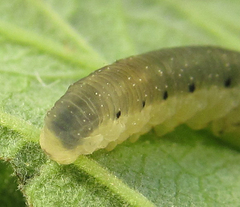 Empria pumiloides