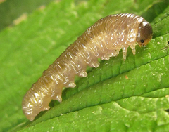 Empria pumiloides
