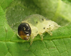 Empria pumiloides
