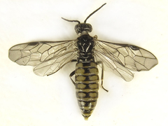 Empria pumiloides
