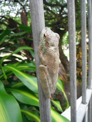 Itapotihyla langsdorffii