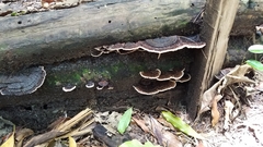 Fungi