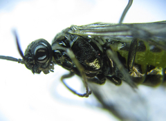 Empria pumiloides