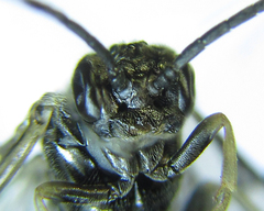 Empria pumiloides