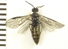 Empria pumiloides