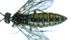 Empria pumiloides