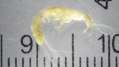 Nicoletiidae